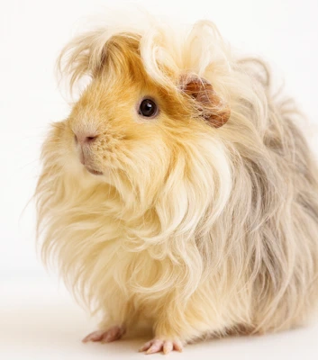 Lunkarya Meerschweinchen